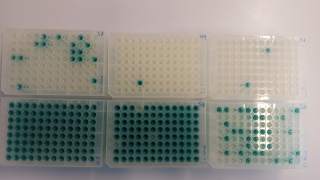 Multiple well trays to calculate a most probable number