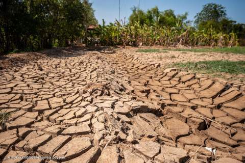 Parched farmland